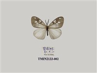 藏品(黑帶薄翅斑蛾)的圖片